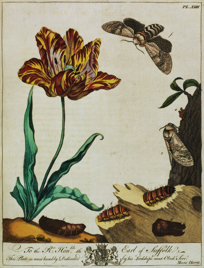 Detail of Print of Tulips and Insects from The Aurelian or Natural History of English Insects by Moses Hanis