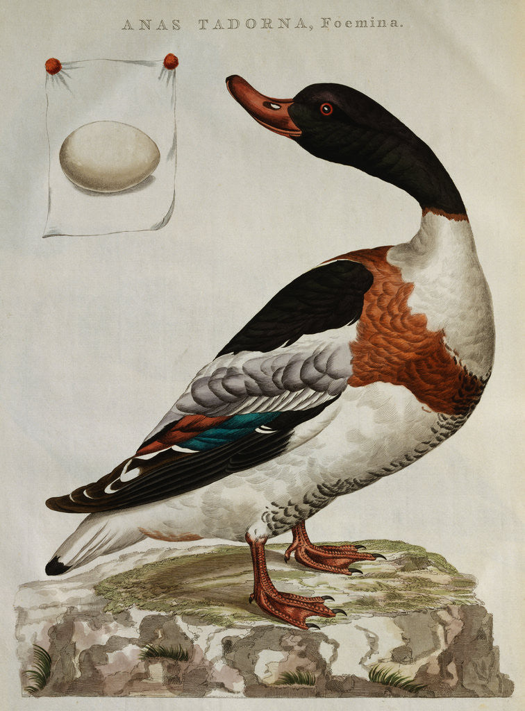 Detail of Print of an Anas Tadorna by Anonymous