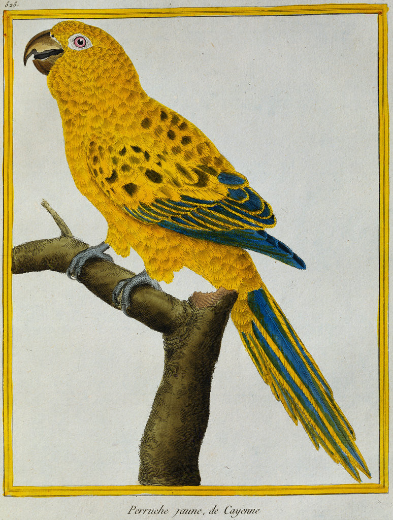 Detail of Print of a Yellow Parrot from the Natural History of Birds by George Louis Leclerc