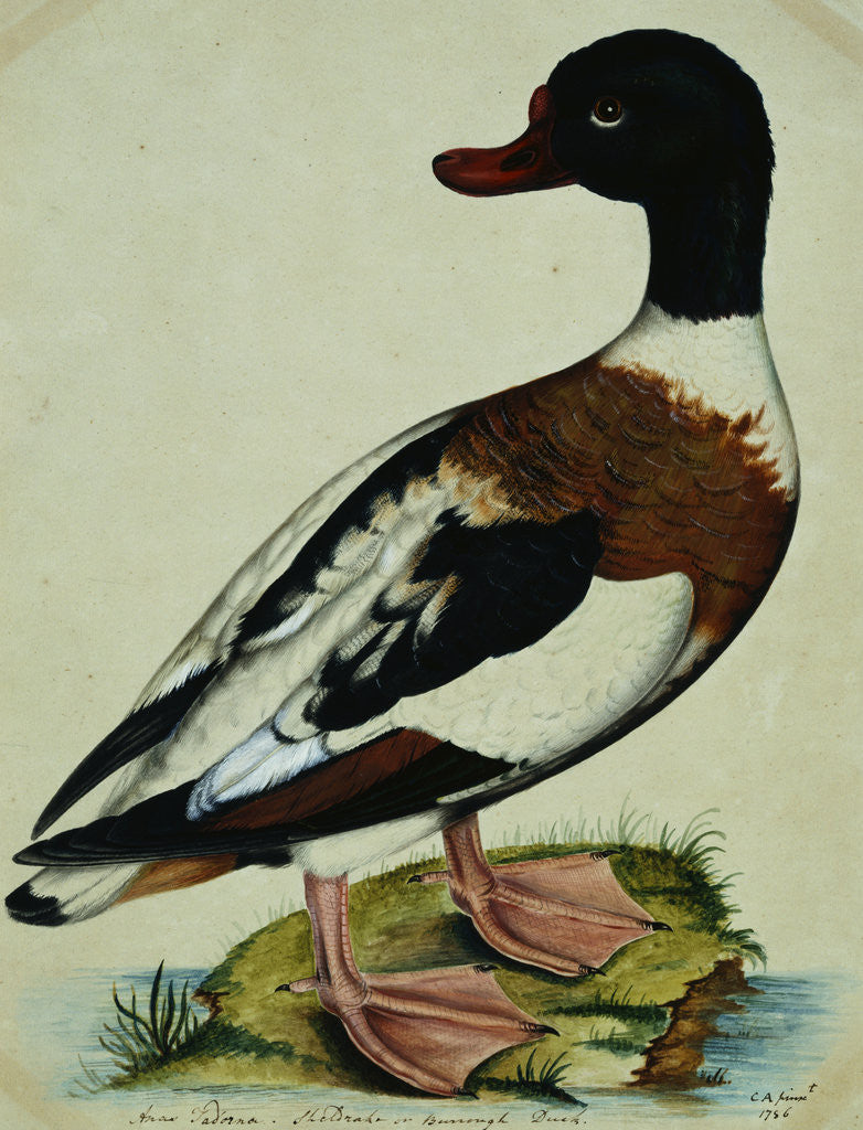 Detail of A Sheldrake by Reverend Christopher Atkinson