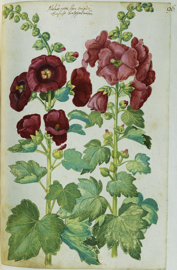 Detail of Watercolor of Hollyhocks by Joachim Camerarius the Younger