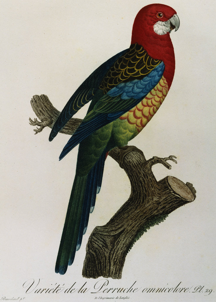 Detail of Variety of Multicolored Parrot by Jacques Barraband