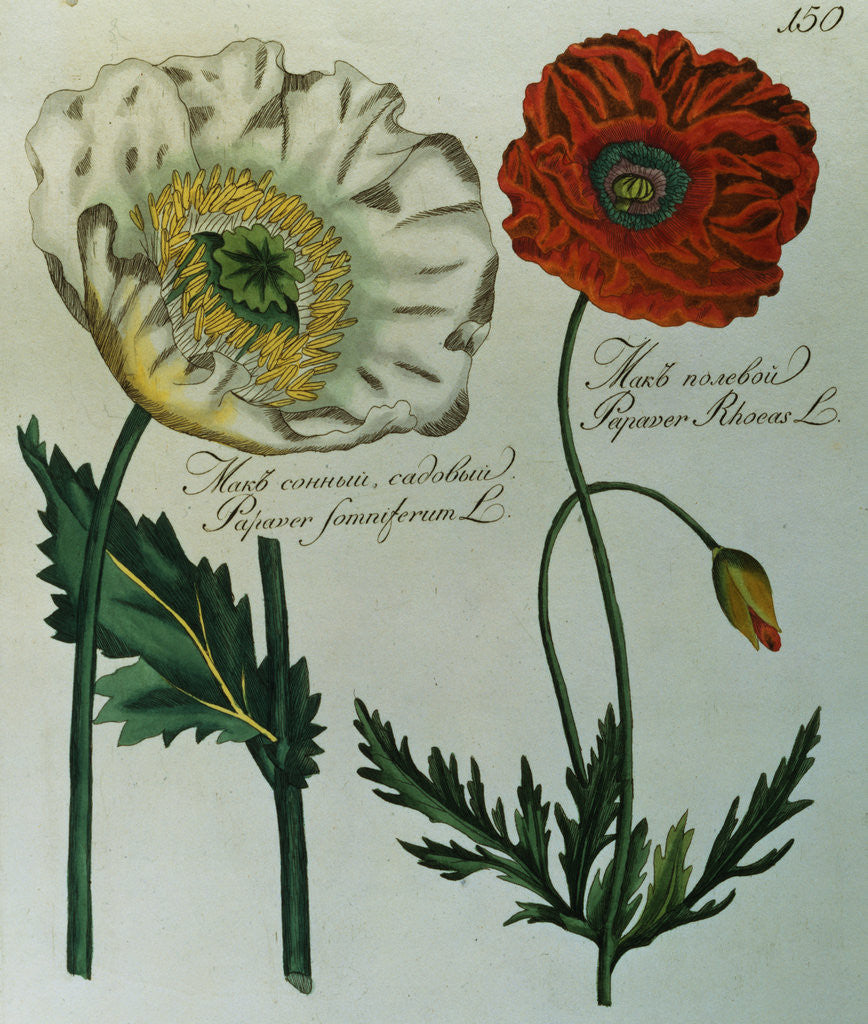 Detail of Print of Poppies from A Collection Worthy of Curiosity from the Realm of Plants by Anonymous