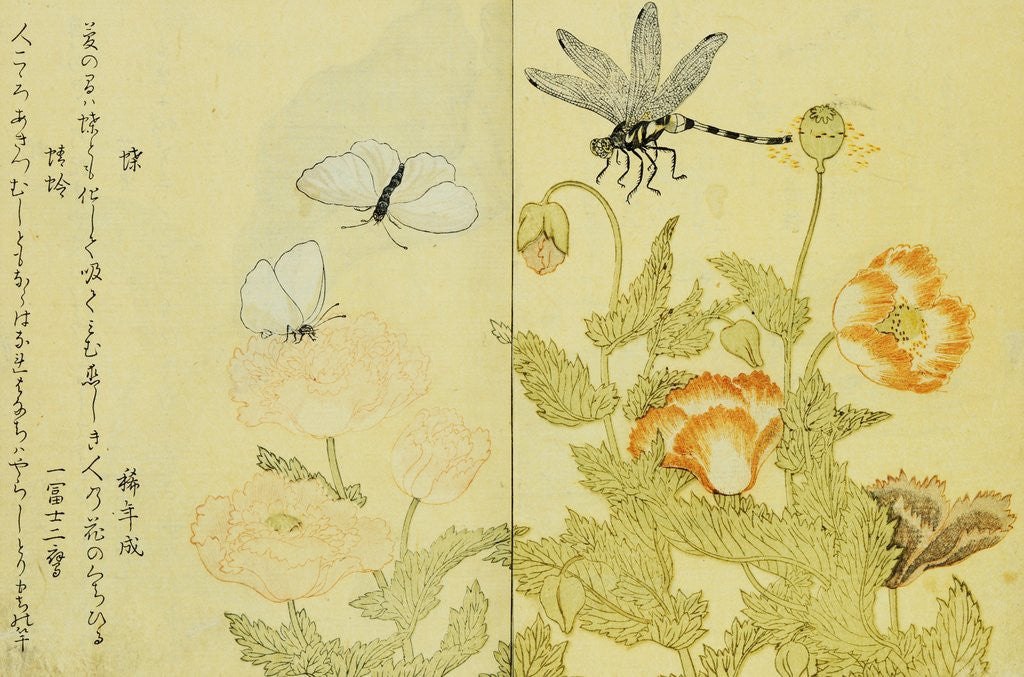 Detail of Illustration from A Picture Book of Selected Insects (Butterflies and Flowers) by Utamaro