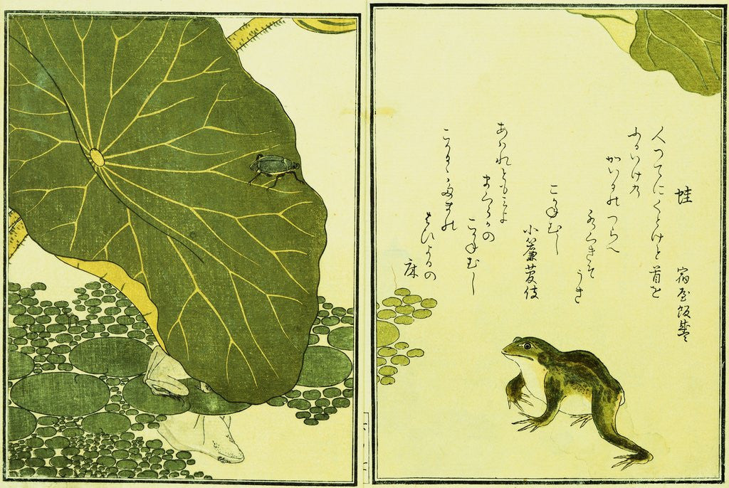 Detail of Illustration from A Picture Book of Selected Insects (Frog and Lilypad) by Utamaro
