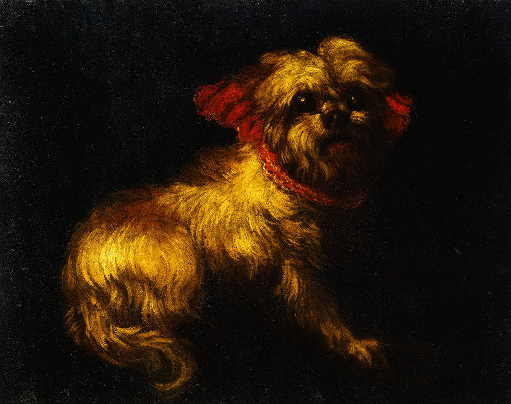 Detail of Maltese Terrier with a Red Collar by a Madrid School Painter by Anonymous