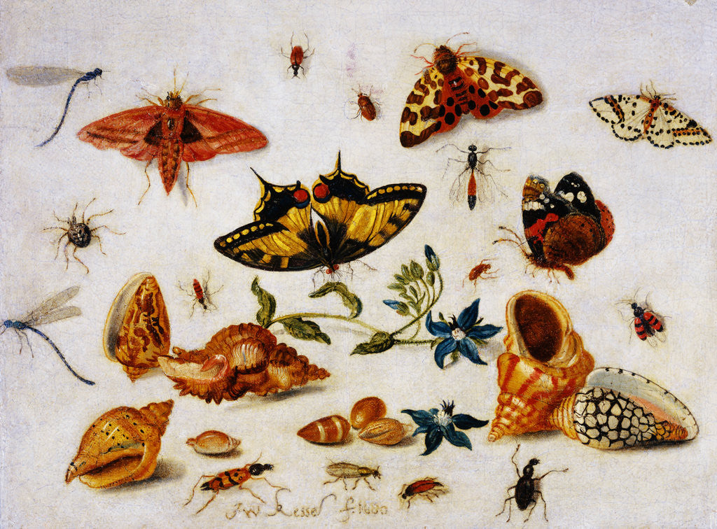 Detail of Still Life with Butterflies, Moths and Shells by Jan van Kessel the Younger