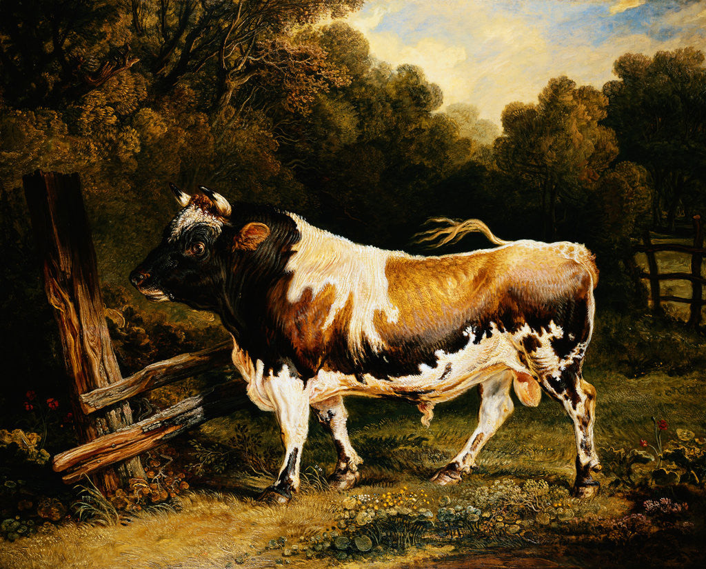 Detail of Painting of an Alderney Bull by James Ward