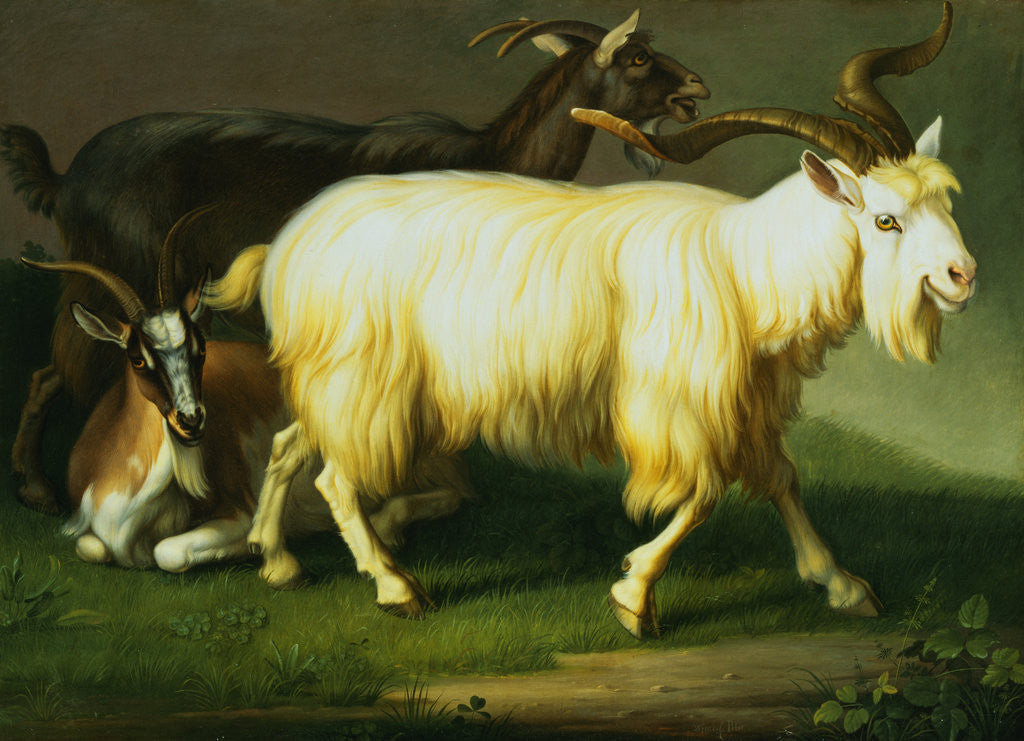 Detail of Billy Goats by Wenzel Peter