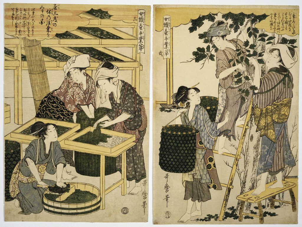Detail of Prints Depicting the Harvesting and Preparation of Mulberry Leaves from Silkworm Culture by Women by Kitagawa Utamaro