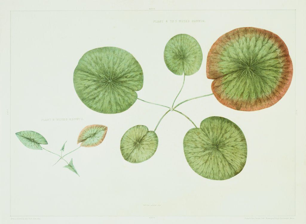 Detail of Victoria Regia or the Great Water Lily of America (Young Plants, Frontispiece) by William Sharp