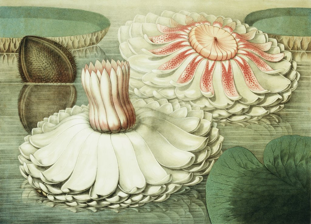 Detail of Victoria Regia or the Great Water Lily of America (Intermediate Stages of Bloom) by William Sharp