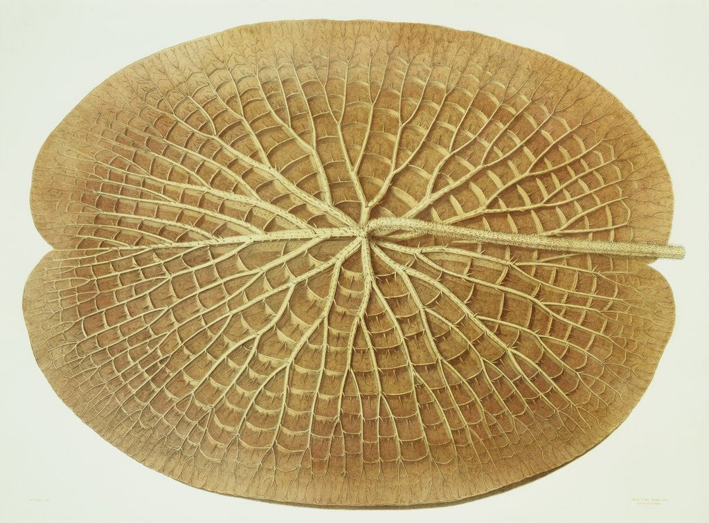 Detail of Victoria Regia or the Great Water Lily of America (Underside of Leaf) by William Sharp