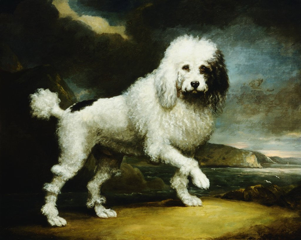 Detail of A Standard Poodle in a Coastal Landscape by James Northcote