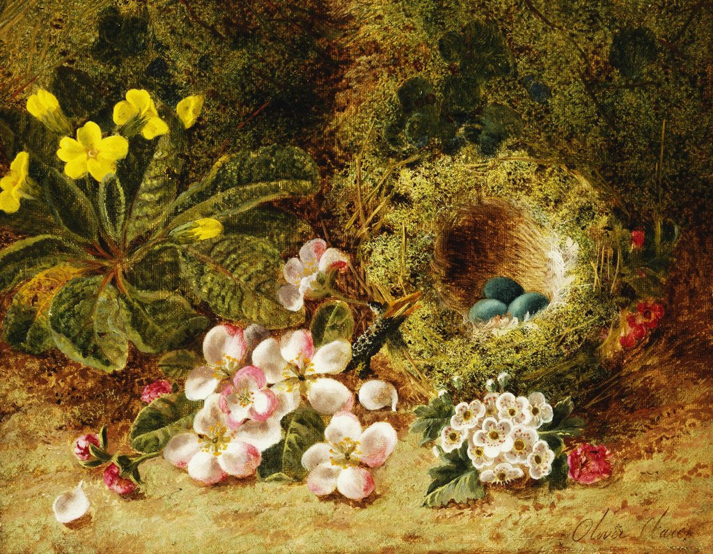 Detail of A Primrose and Birds Nest on a Mossy Bank by Oliver Clare