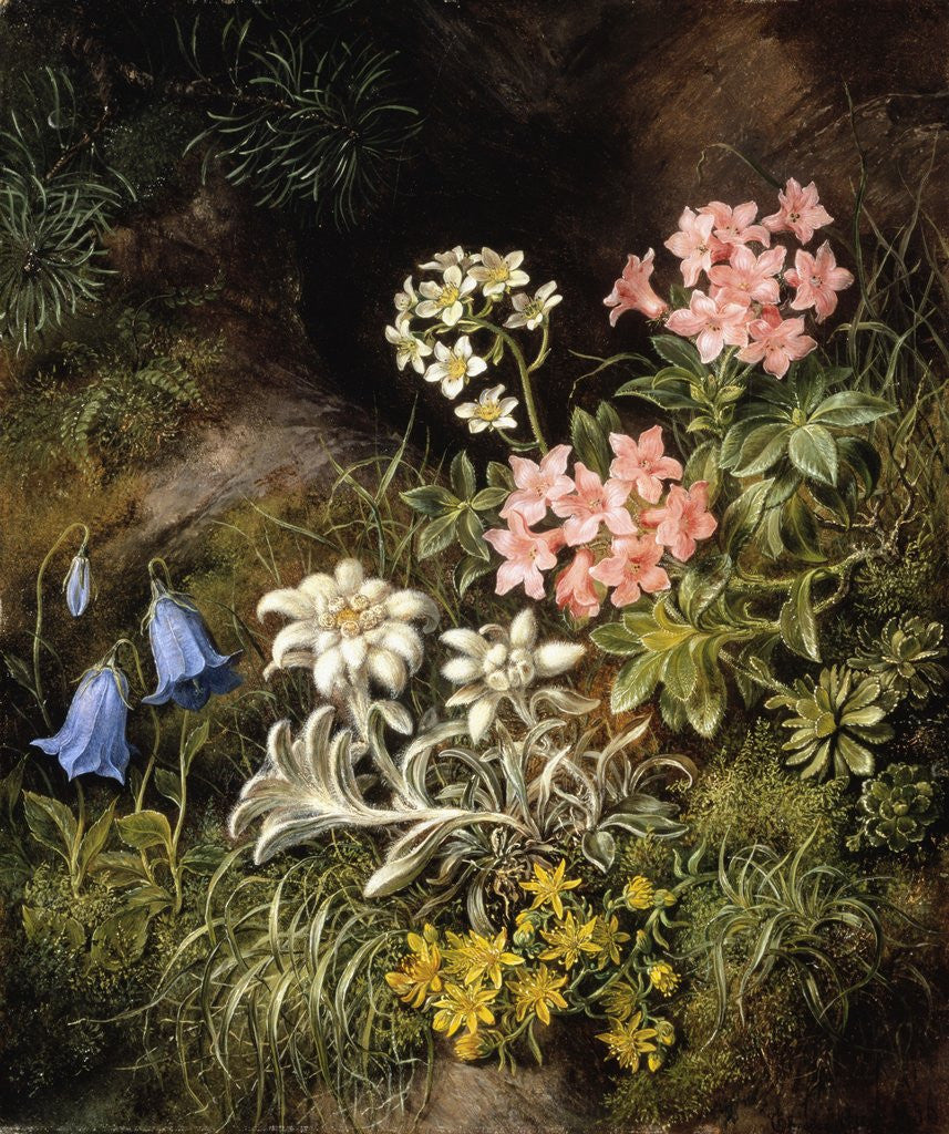Detail of Edelweiss and Other Alpine Flowers by Theodor Petter