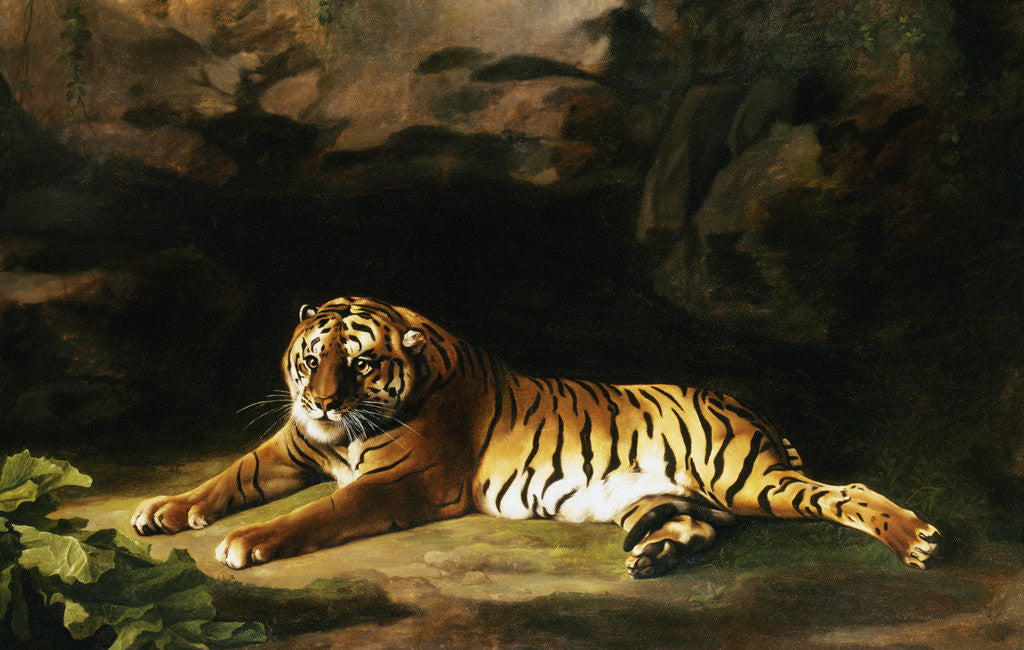 Detail of Portrait of the Royal Tiger by George Stubbs