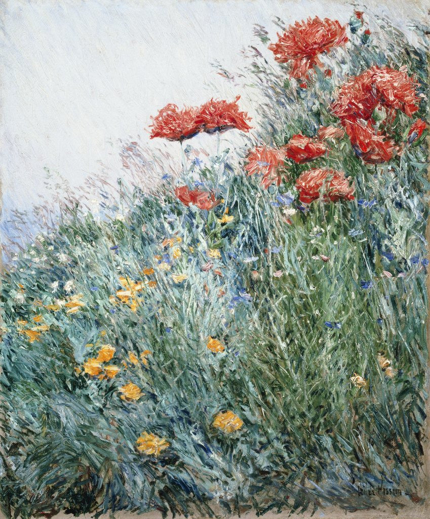 Detail of Poppies, Appledore by Childe Hassam