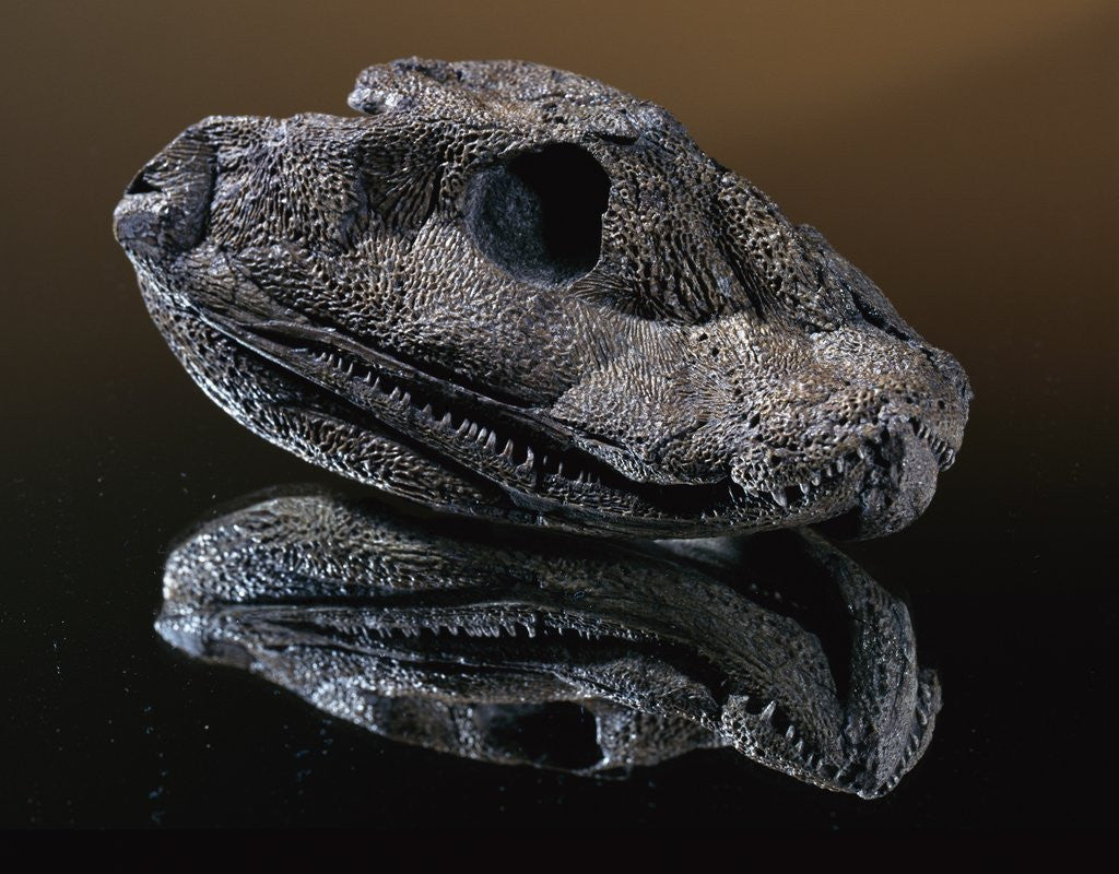 Detail of Fossil Skull of Ancient Amphibian by Corbis