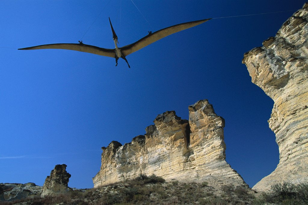 Detail of Pteranodon Longiceps Model in Flight by Anonymous