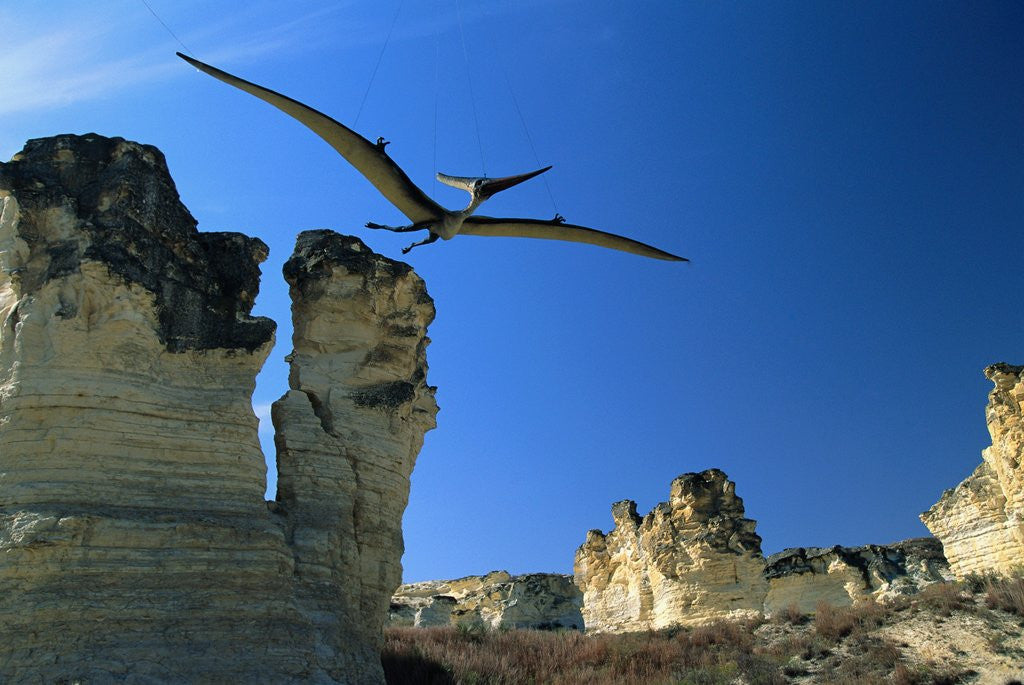 Detail of Pteranodon Longiceps in Flight by Anonymous