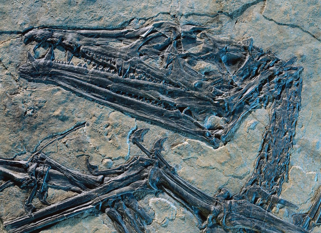 Detail of Oldest Pterosaur Fossil by Anonymous