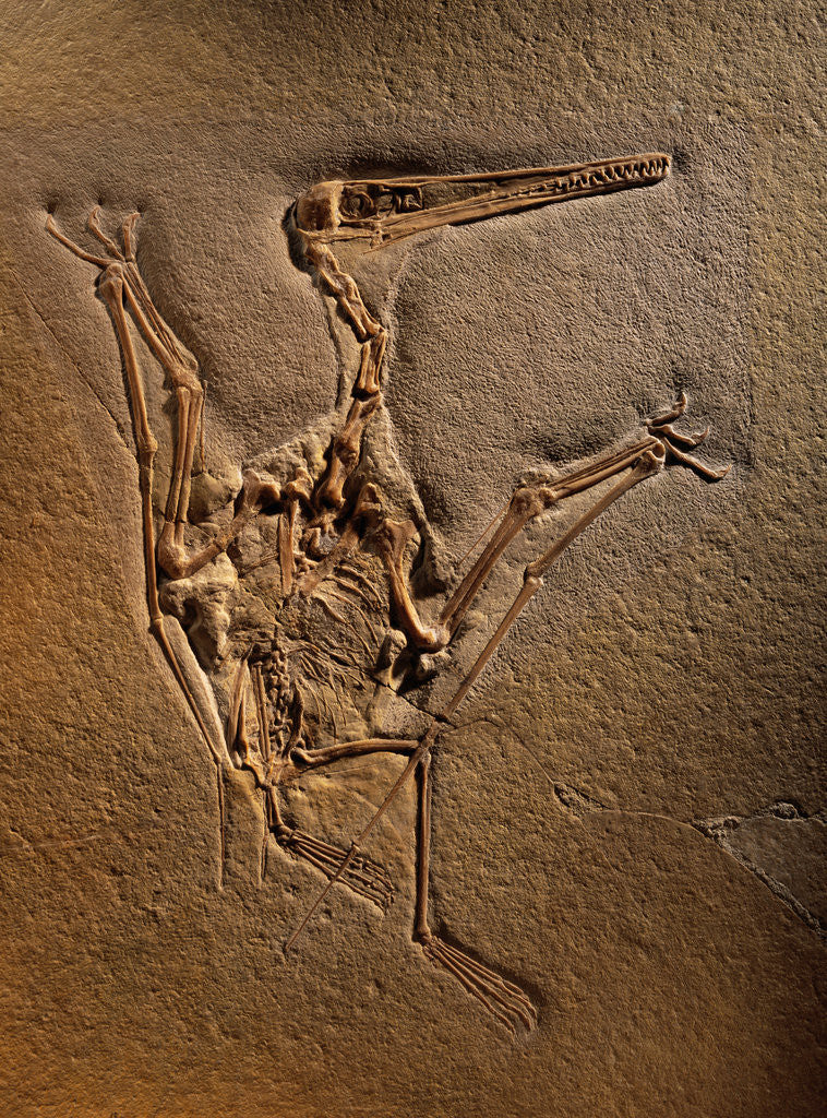 Detail of Pterodactylus Kochi Fossil by Anonymous