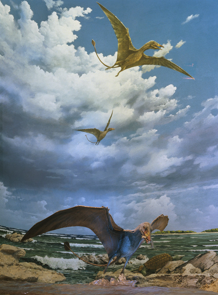Detail of Depiction of Eudimorphon at Museum by Anonymous