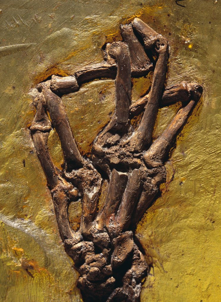 Detail of Monkey Hand Fossil by Anonymous