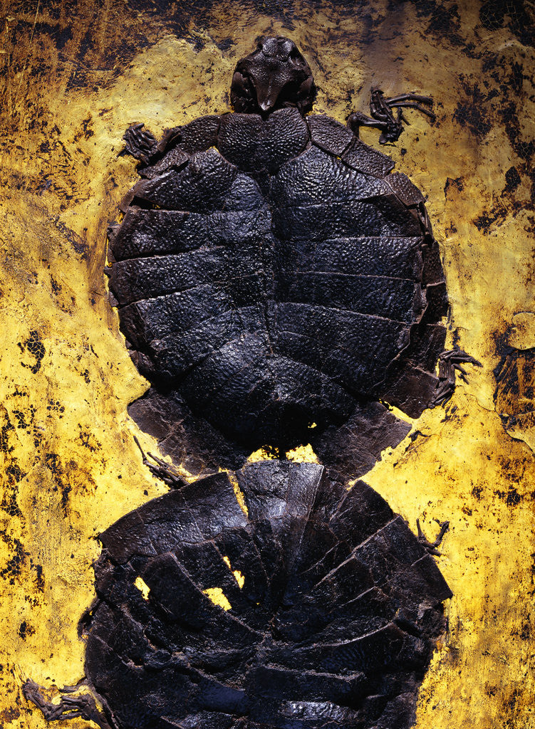 Detail of Pair of Freshwater Turtle Fossils by Corbis