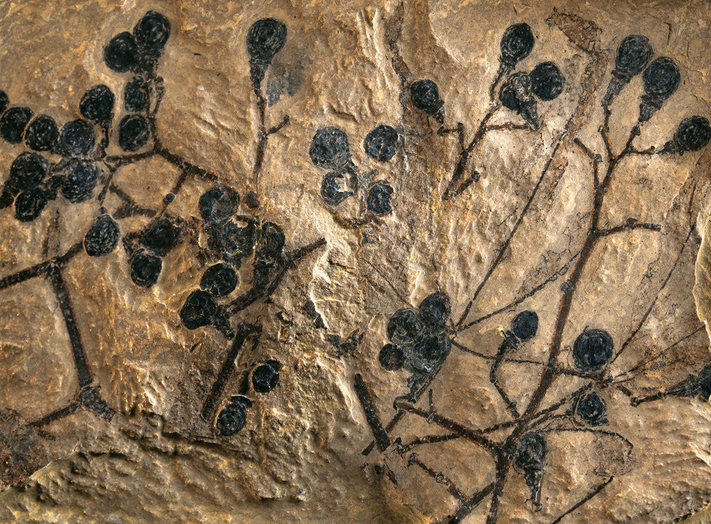 Detail of Fossil of Basswood Stems and Berries by Anonymous