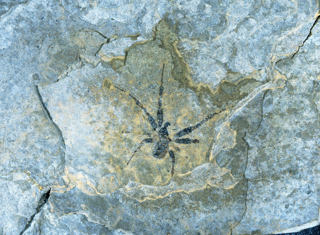 Detail of Male Spider Fossil from Messel Site by Corbis