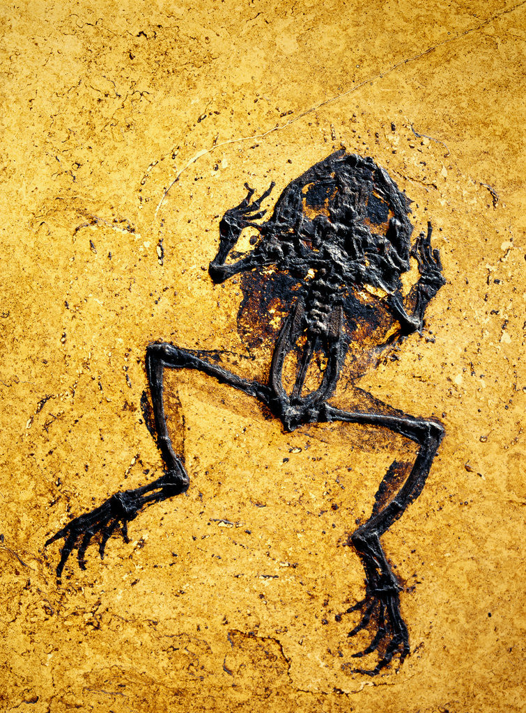 Detail of Fossil of Frog by Corbis