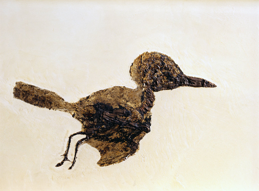 Detail of Fossil of Small Bird from Messel Site by Anonymous
