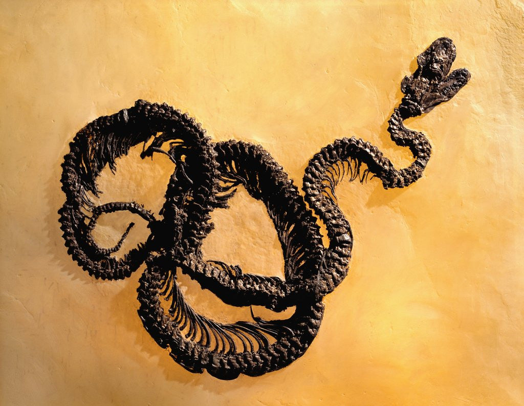 Detail of Complete Fossil of Large Snake by Anonymous