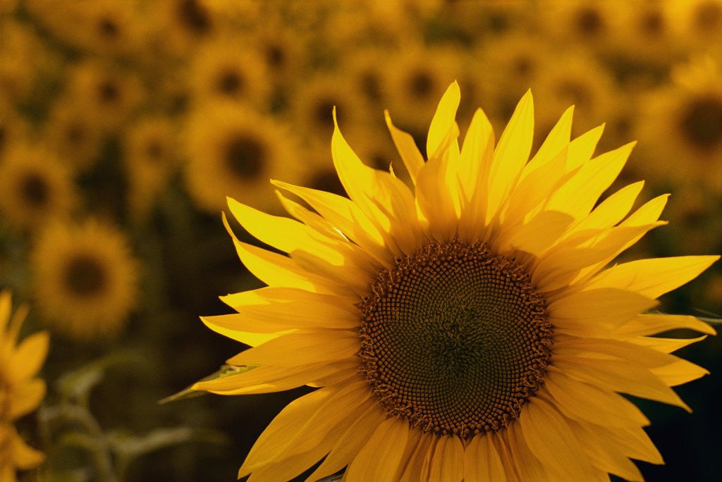 Detail of Close-Up of Sunflower by Corbis
