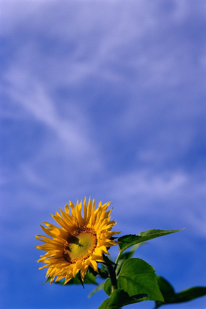 Detail of Sunflower Under Sky by Corbis