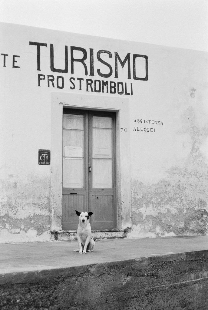 Detail of Dog Guarding a Tourist Office by Corbis