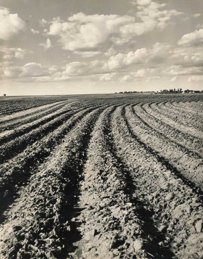 Detail of Local Farmland by Anonymous