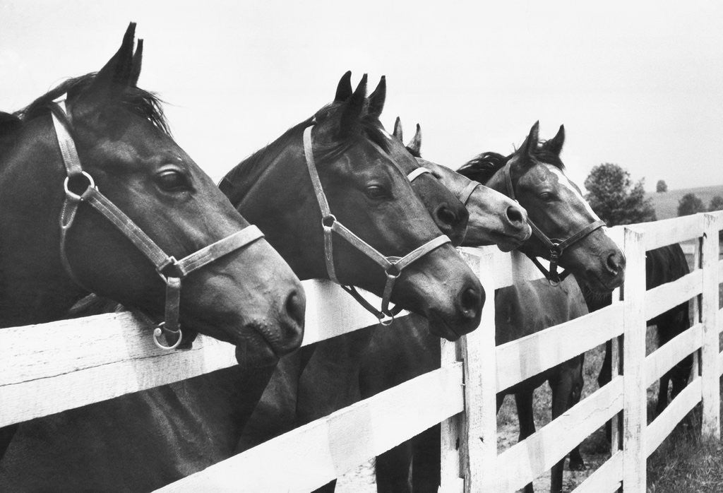 Detail of Horses Looking Over Fence at Alfred Vanderbilt's Farm by Anonymous