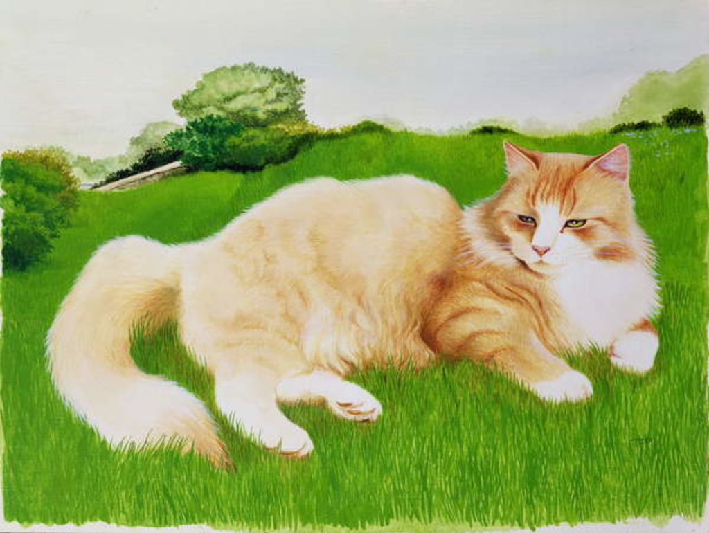 Detail of Ginger Cat in Field by Joan Freestone