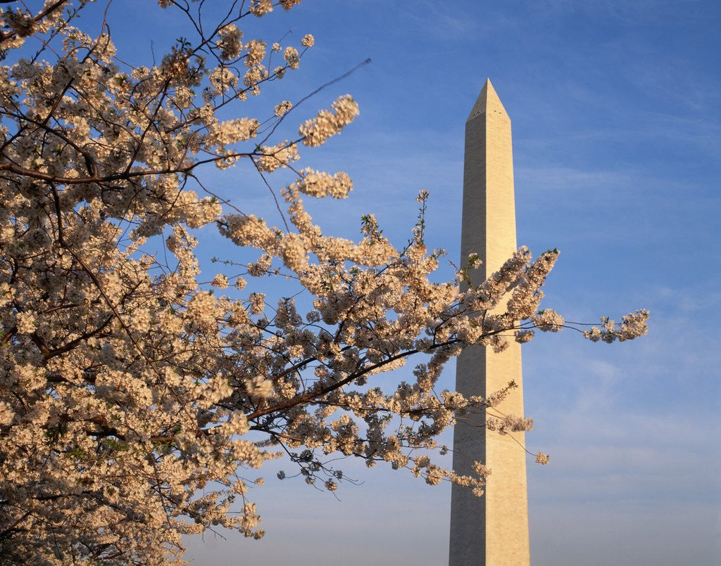 Detail of Cherry Tree near Washington Monument by Anonymous
