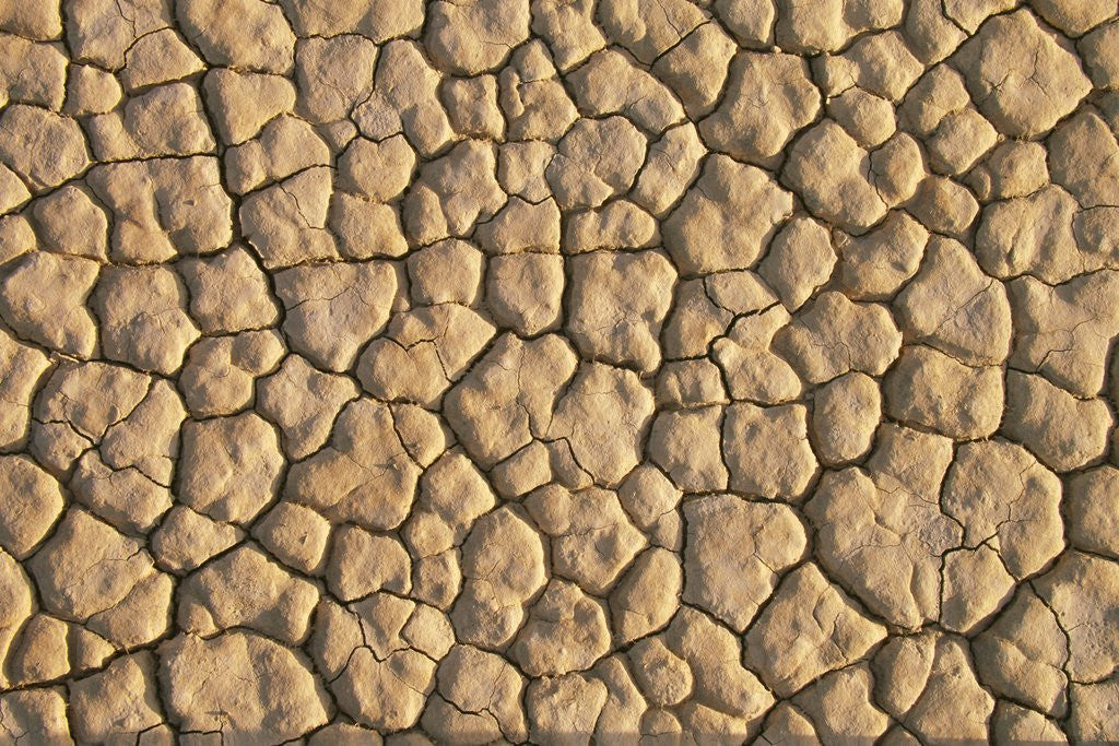 Detail of Cracked, Dry Lake Bottom Pattern in Death Valley by Anonymous