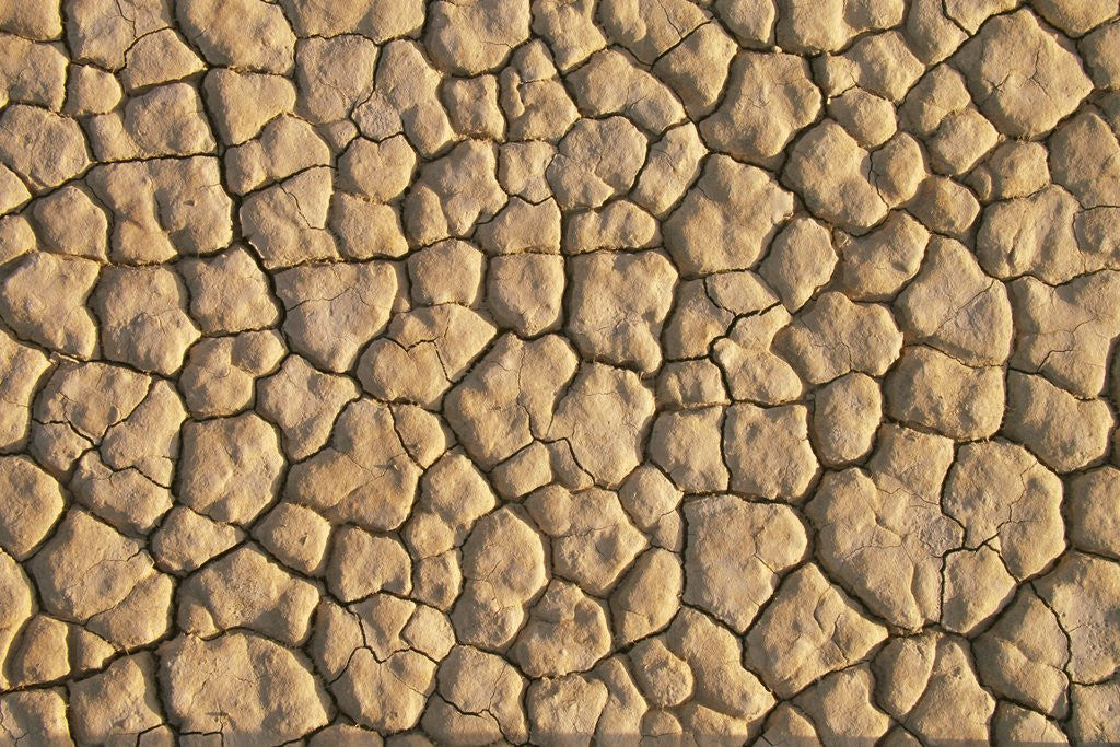 Detail of Cracked, Dry Lake Bottom Pattern in Death Valley by Corbis