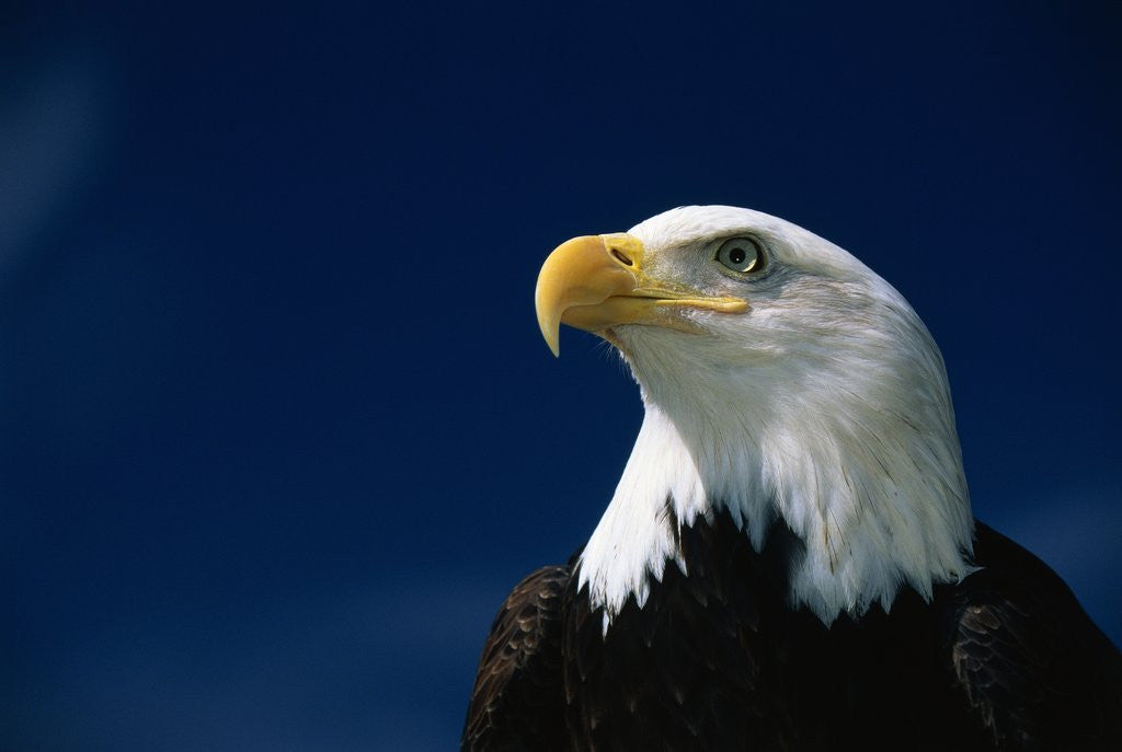 Detail of American Bald Eagle by Corbis
