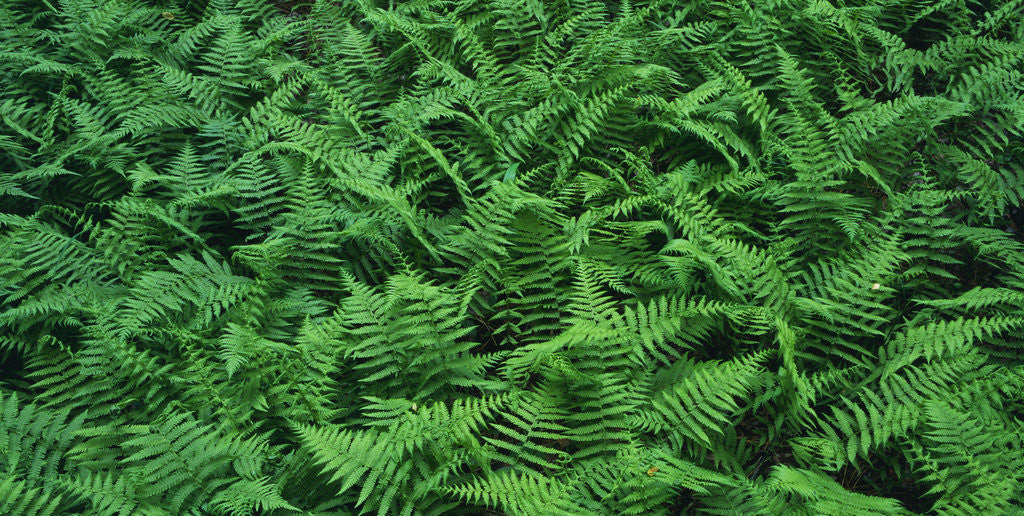 Detail of Evergreen Wood Ferns by Anonymous