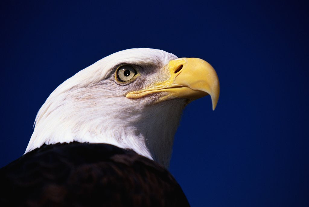 Detail of American Bald Eagle by Corbis