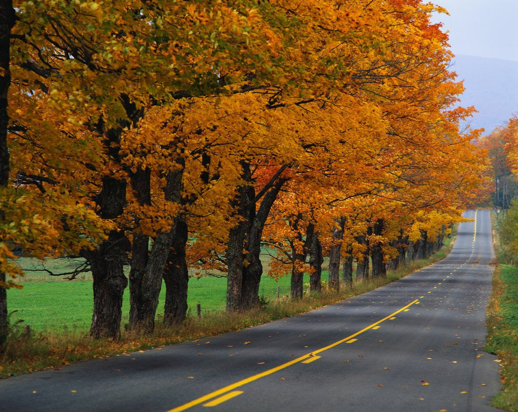 Detail of Rural Road in Autumn by Anonymous