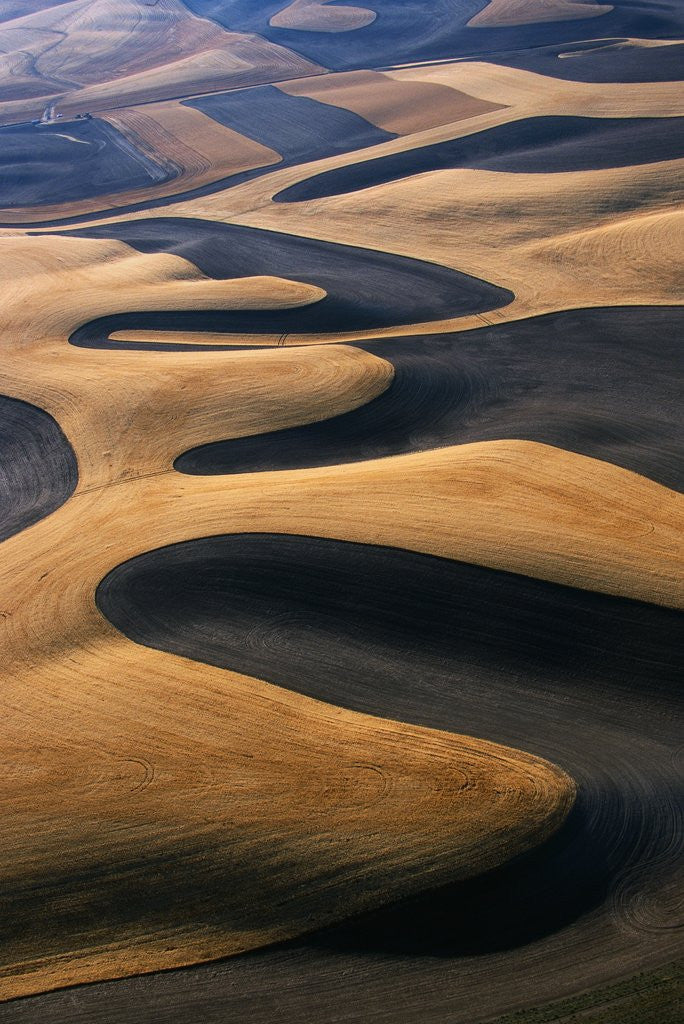 Detail of Wheat Fields of the Palouse Hills by Anonymous
