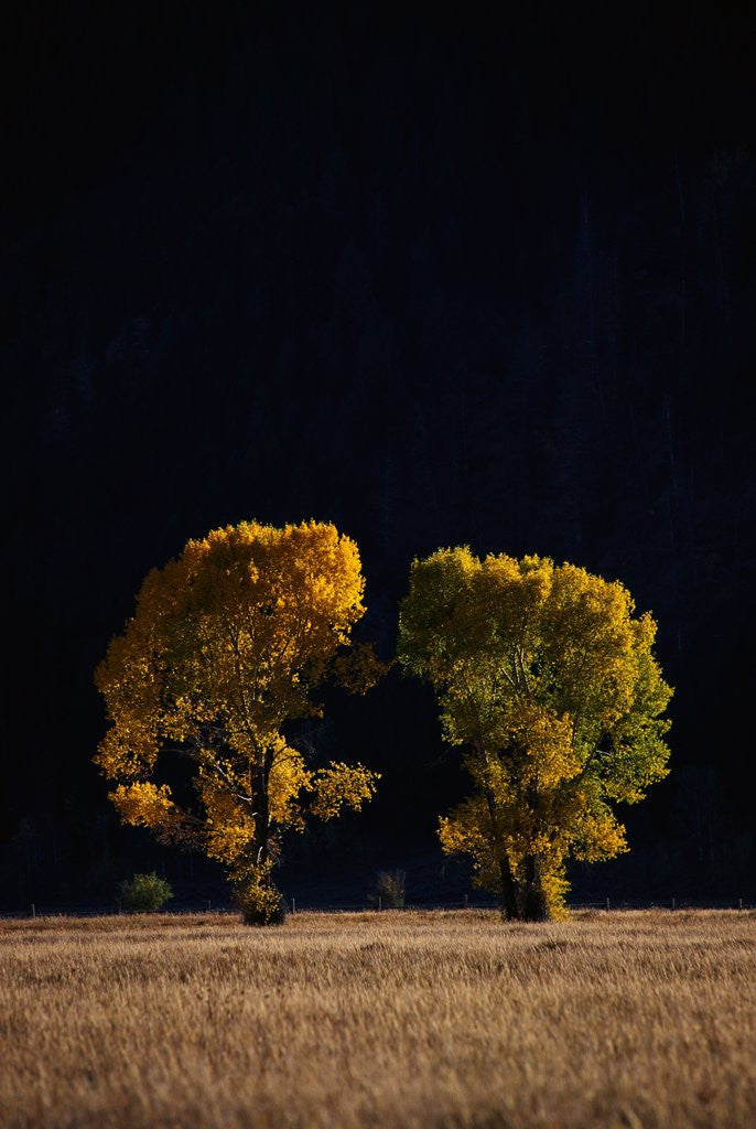 Detail of Cottonwoods in Autumn by Anonymous